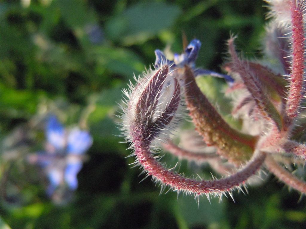 Borago officinalis / Boraggine comune